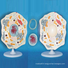 School Supply Teaching Use Animal Cell Enlarged Microstructure Model (R180109)